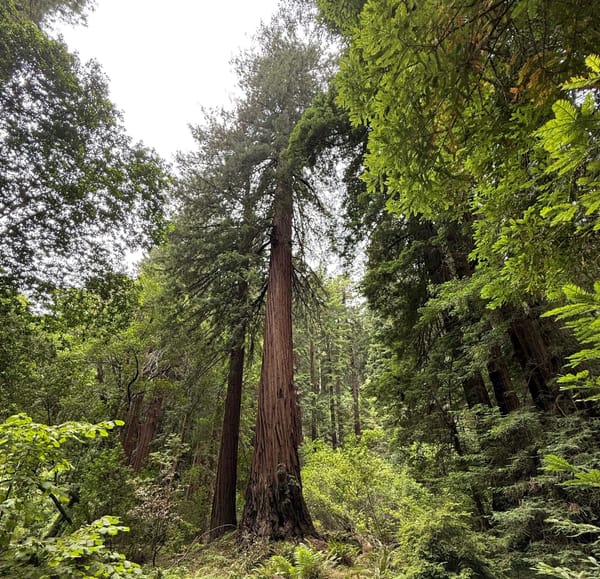 A thick growth of forest, with some sequoia trees. One sequoia is larger than the others and centered in the image.